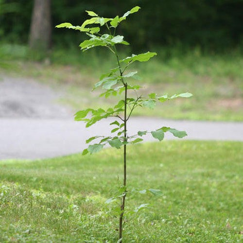 JOIN "Plant your Tree" Campaign now and be a part of the solution