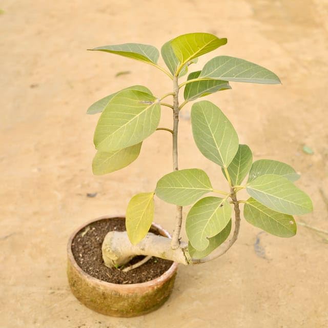 JOIN "Plant your Tree" Campaign now and be a part of the solution