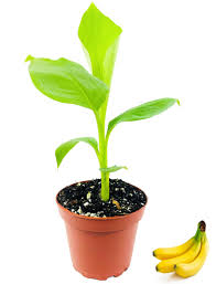 JOIN "Plant your Tree" Campaign now and be a part of the solution