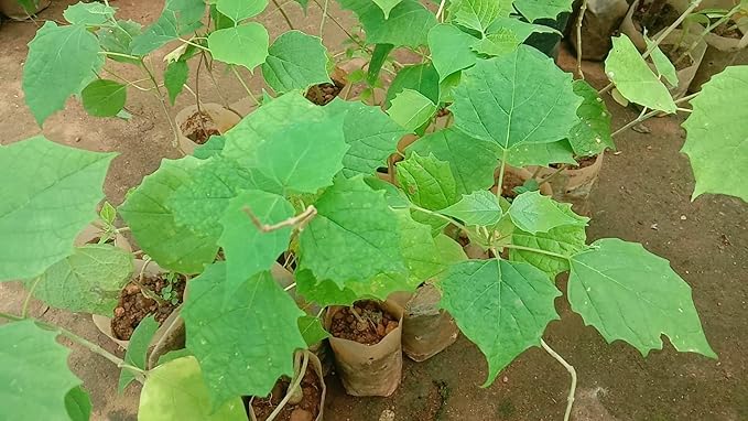 JOIN "Plant your Tree" Campaign now and be a part of the solution