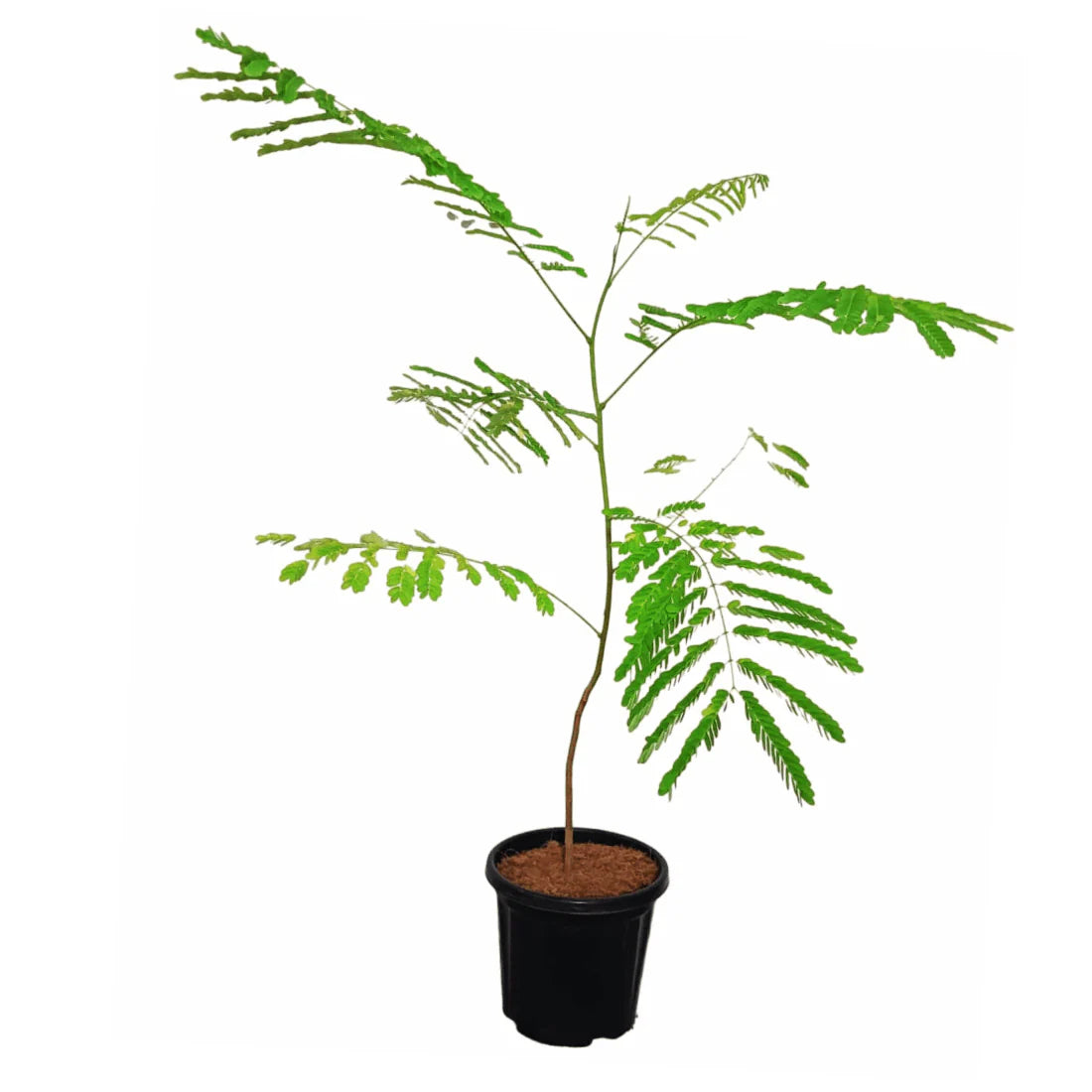 JOIN "Plant your Tree" Campaign now and be a part of the solution