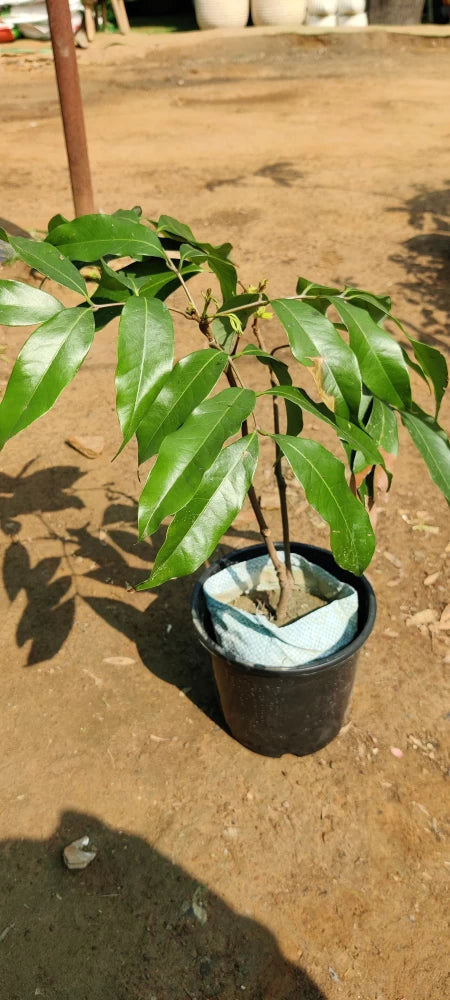 JOIN "Plant your Tree" Campaign now and be a part of the solution