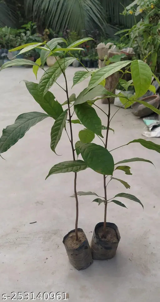 JOIN "Plant your Tree" Campaign now and be a part of the solution