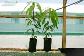 JOIN "Plant your Tree" Campaign now and be a part of the solution