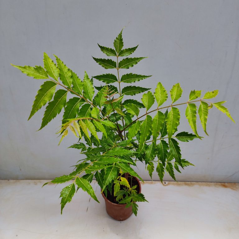 JOIN "Plant your Tree" Campaign now and be a part of the solution