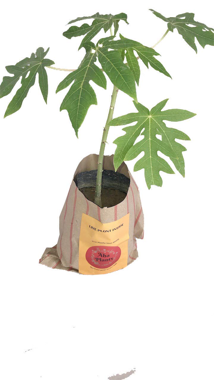 JOIN "Plant your Tree" Campaign now and be a part of the solution