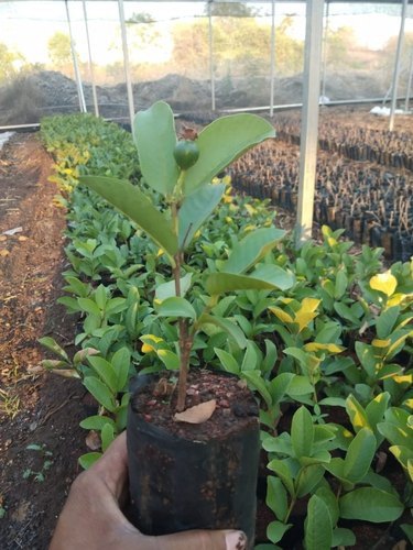 JOIN "Plant your Tree" Campaign now and be a part of the solution