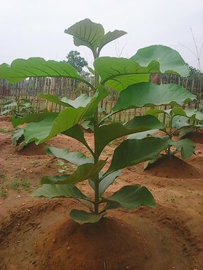 JOIN "Plant your Tree" Campaign now and be a part of the solution